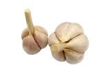 clove-garlic1-150x108-1.jpg